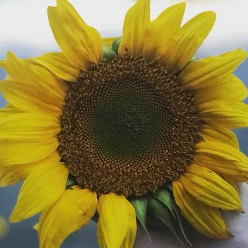 Meet your Posher, Sharon